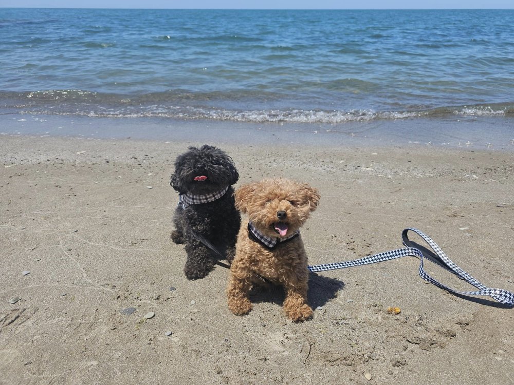 A Doggy Day at the Beach!